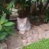 Chicco gato di 3 mesi cerca casa