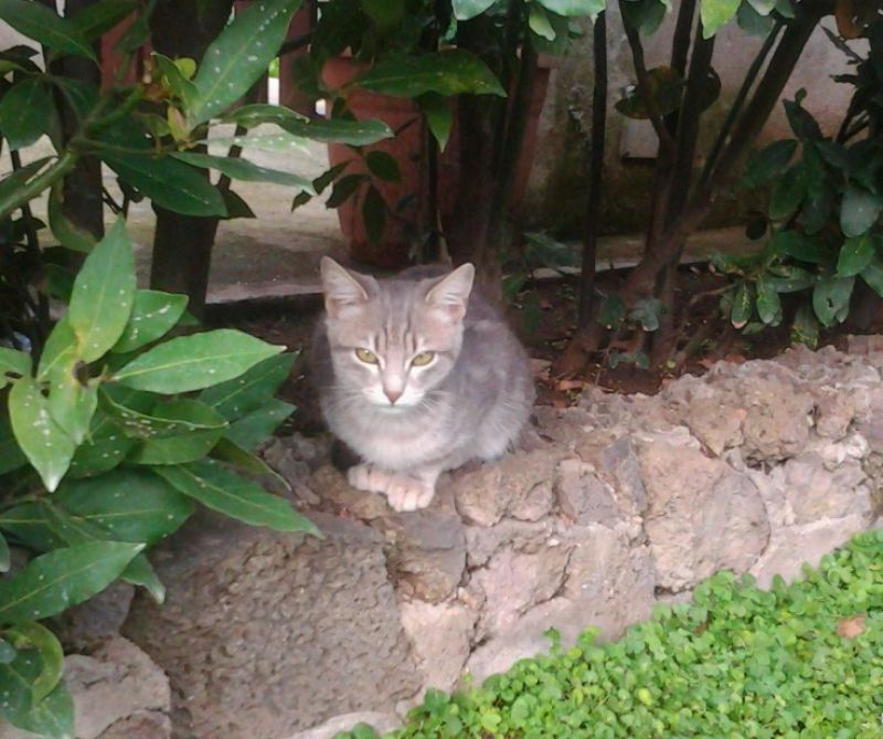 Chicco gato di 3 mesi cerca casa