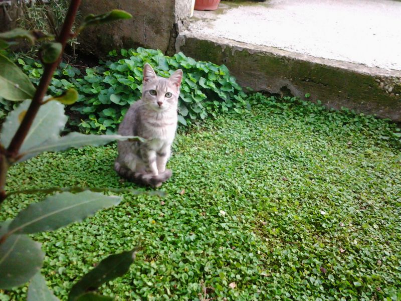 Pia gatta di 3 mesi cerca casa