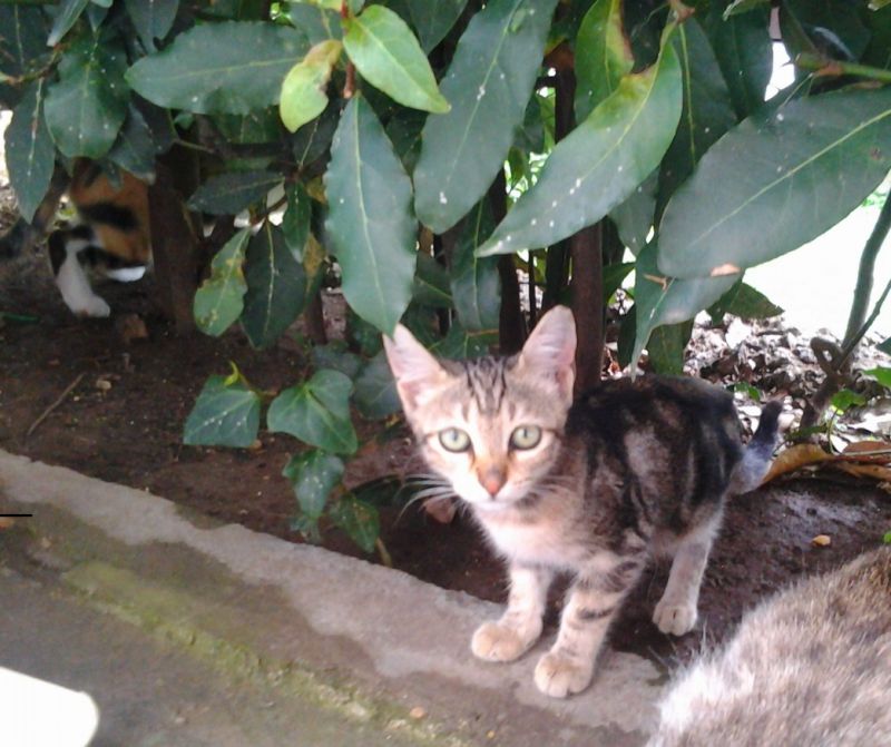 Giulia gatta di 3 mesi cerca casa