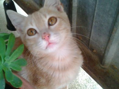 Tommaso