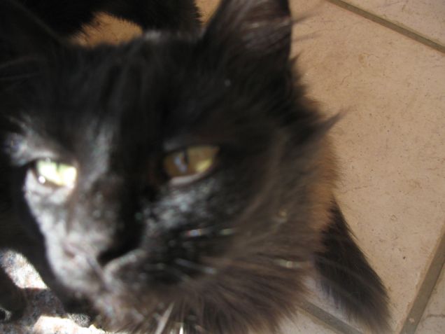 auguri al bel Paulito