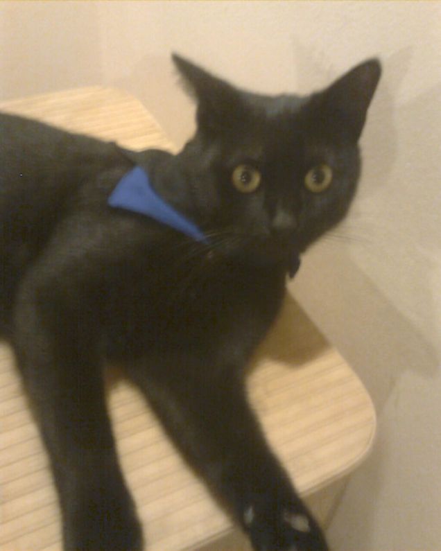 barney gatto nero....azzurro