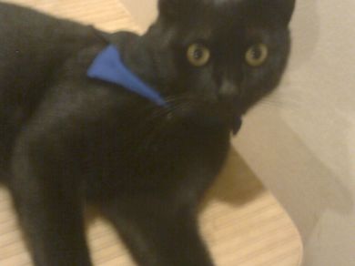 barney gatto nero...azzurro