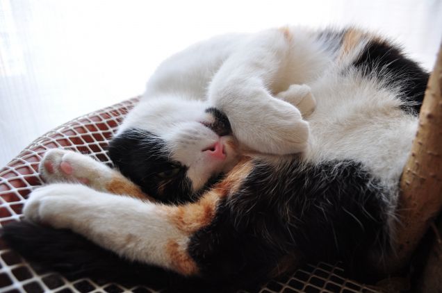 dormire è una cosa da... contorsionisti