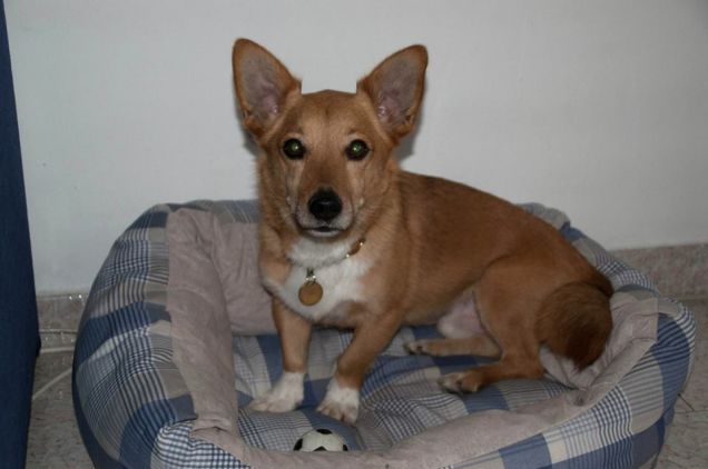 Sabon nella sua cuccia