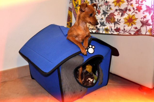 Pepita e la sua cuccia!