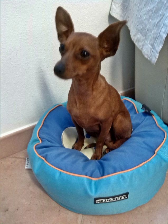 Pepita e la sua nuova cuccia