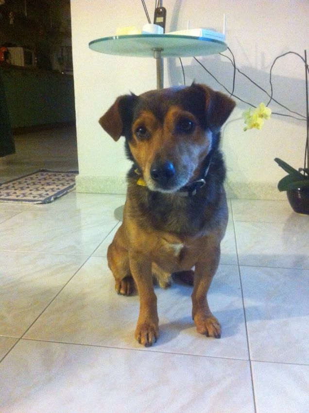 pluto in posa..........