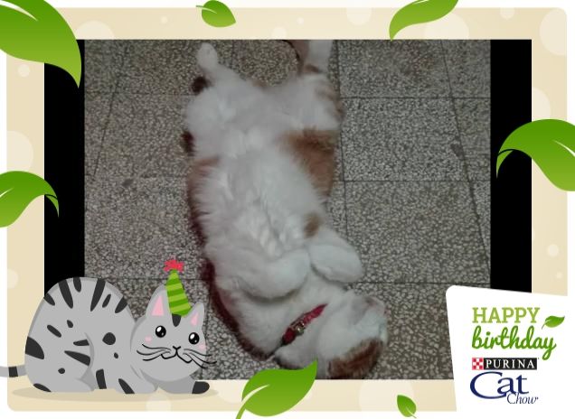 Tobia che dorme nel pavimeto