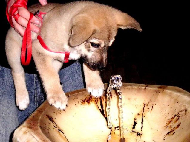 nelson vs. fontanella