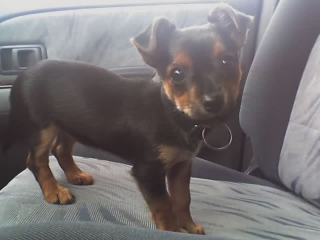 Lulù