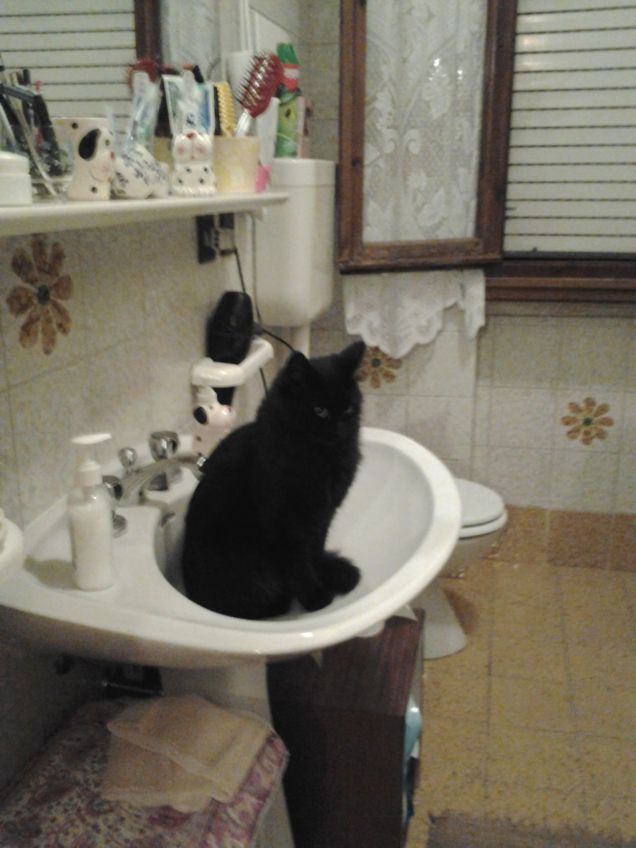 SONO UN GATTINO MOLTO PULITO!