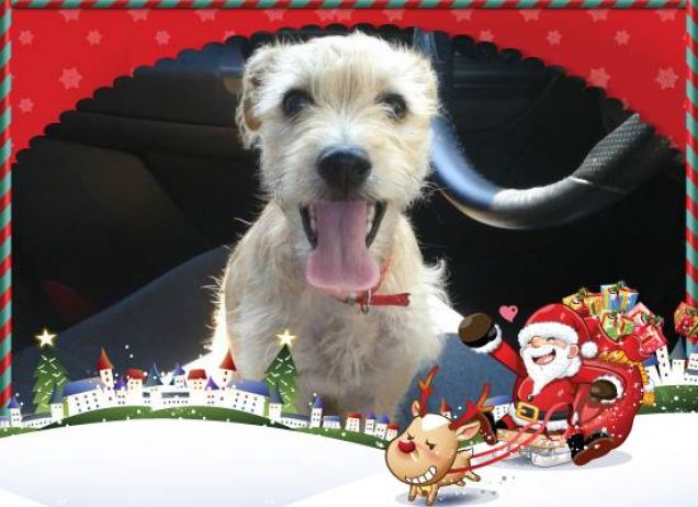 Buon natale da Tina!