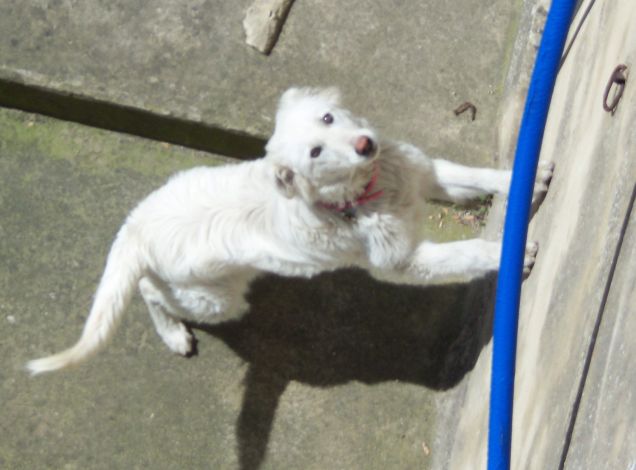 Tale e quale alla mamma non pelosa!