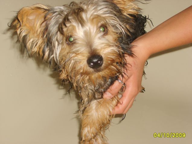 yorkina bagnata....yorkina fortunata!!