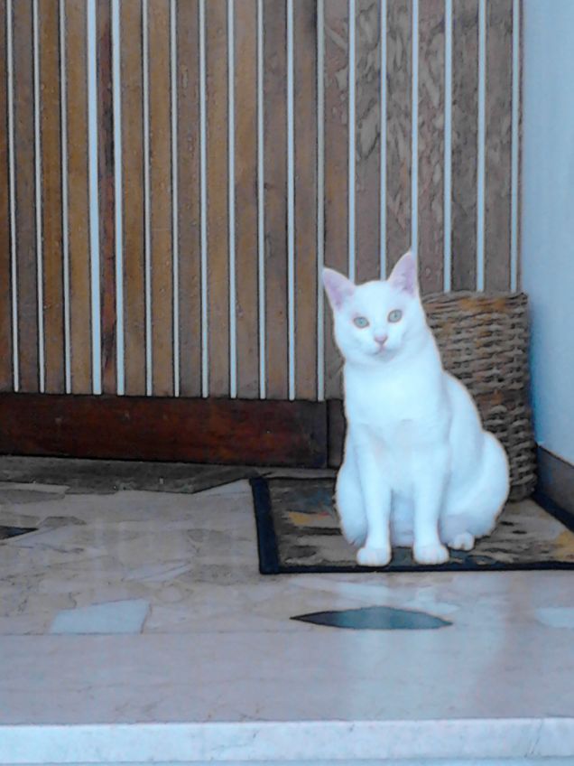 ti muovi ho fame.....