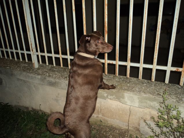 lilli alla ricerca del gatto perduto