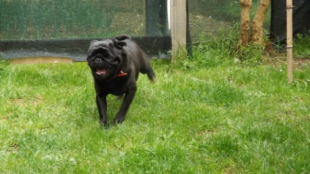 correndo in giardino