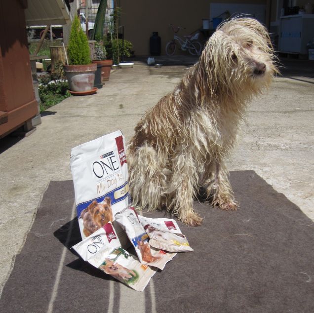 luna posa per PURINA one