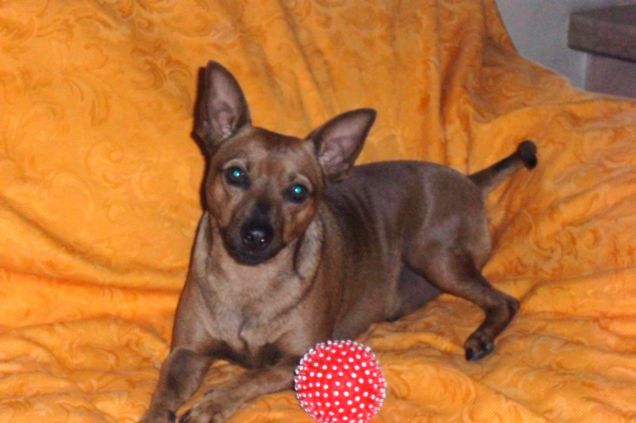 leo e la sua amata pallina..