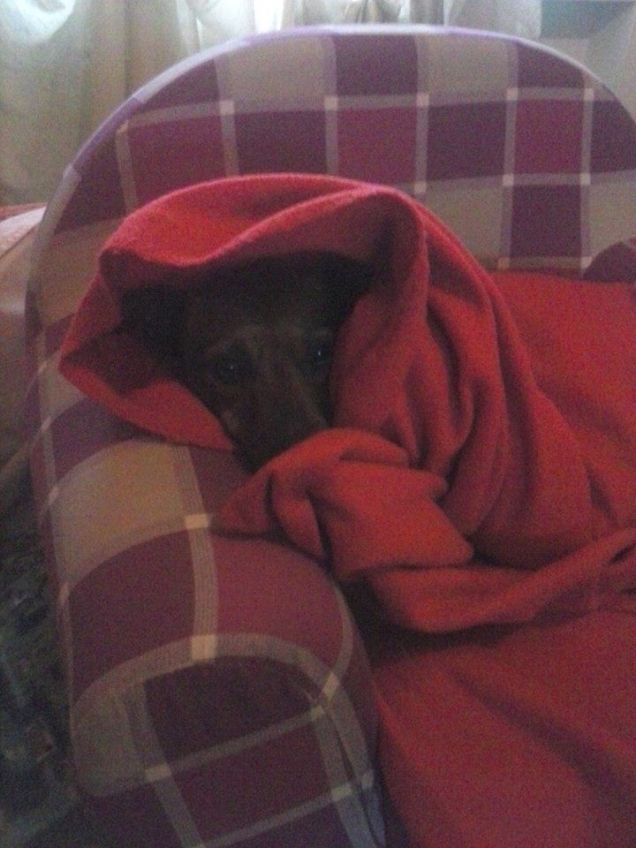 Leo nella sua adorata poltroncina...