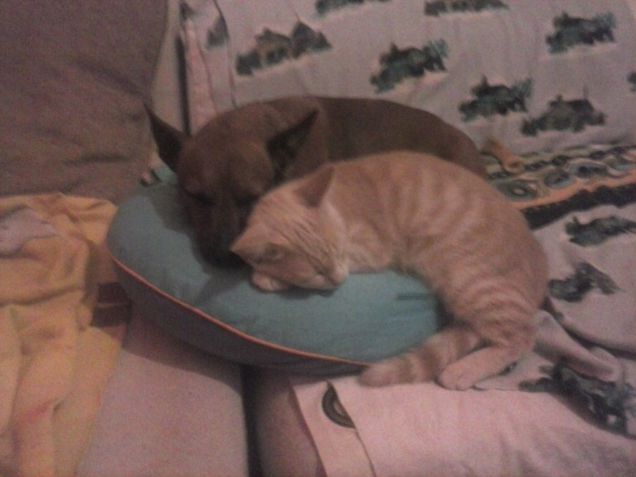 i miei amori fanno la nanna insieme