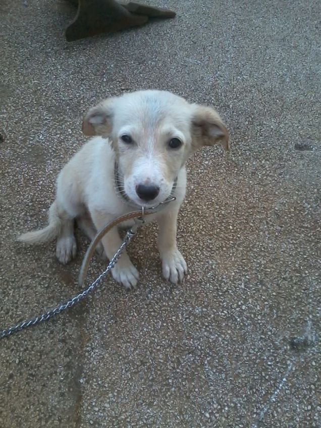 Snoopy un batuffolo appena raccolto per strada