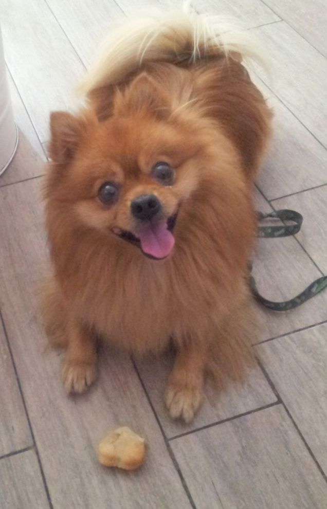 Jonas e il biscottino