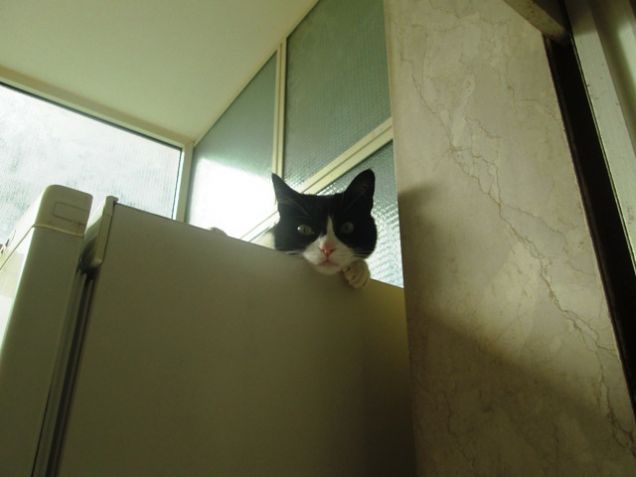 quando pensa di nascondersi