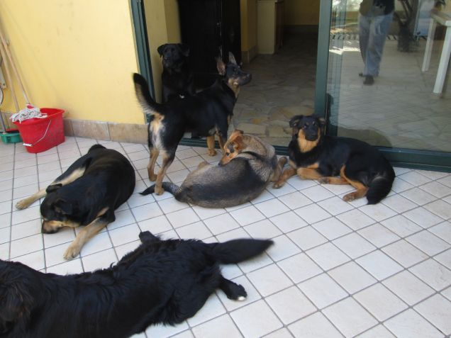 i cuccioli cresciuti