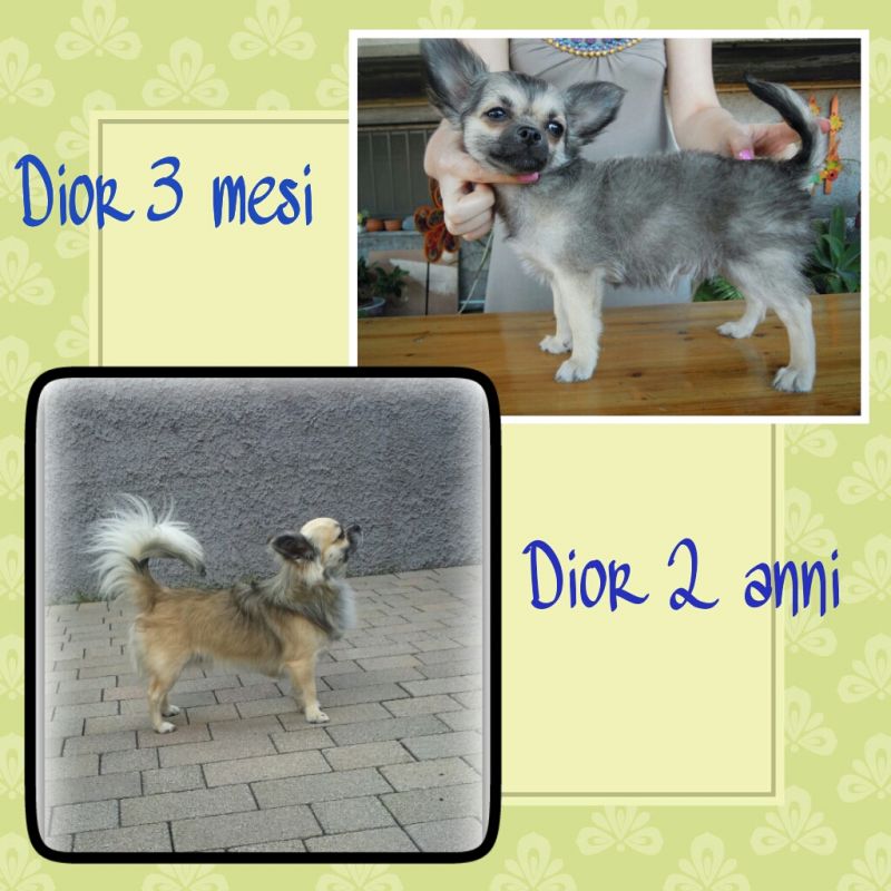 Chihuahua cerca bella femmina 