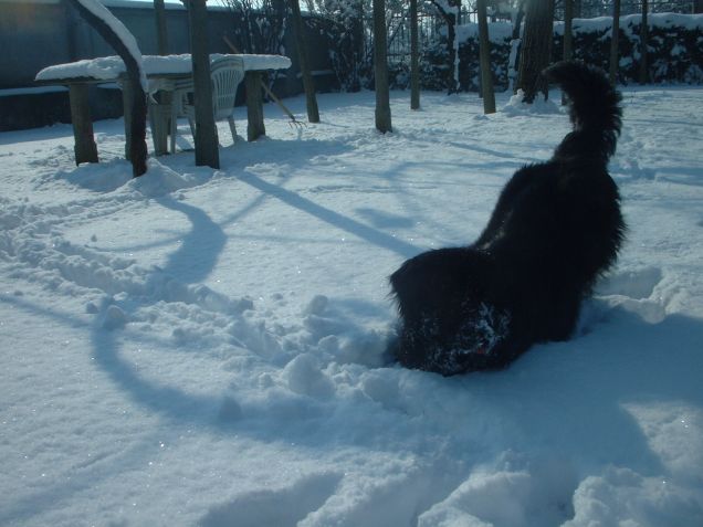 merry snowy christmas