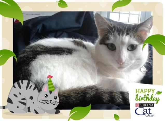 CHRIS IL NOSTRO AMATO GATTO