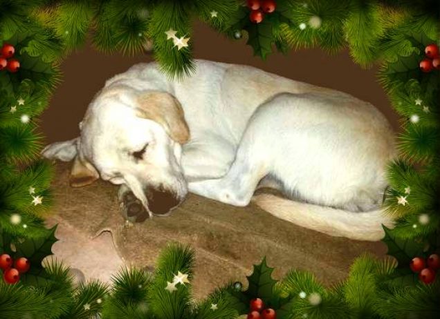 Lara nel paese dei sogni