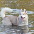 CERCO FEMMINA SIBERIAN HUSKY PER ACCOPPIAMENTO