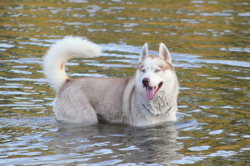 CERCO FEMMINA SIBERIAN HUSKY PER ACCOPPIAMENTO
