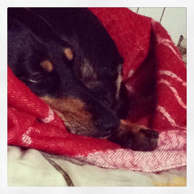 la dormigliona penelope