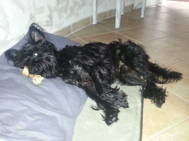 Riposo...con l'osso!