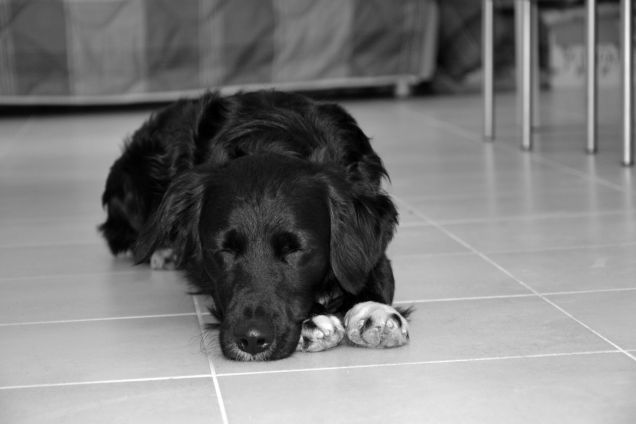 Mirò in bianco e nero 