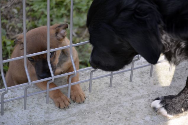 Mirò con la sua amichetta Stella