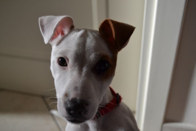 Margot la biricchina