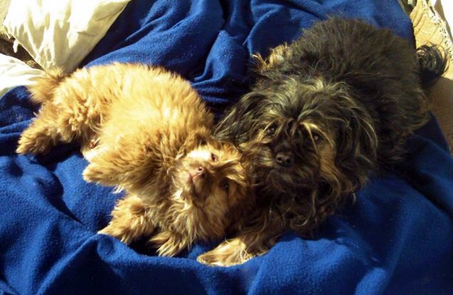 Heidy e il fratellino acquisito Tommy