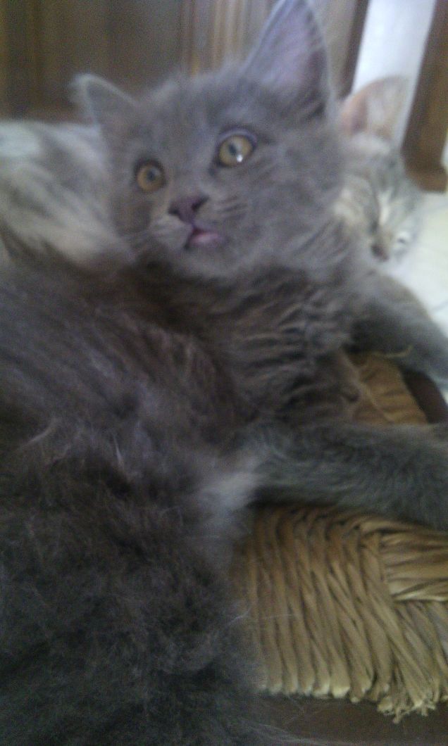 Mirtilla, dolce e misteriosa