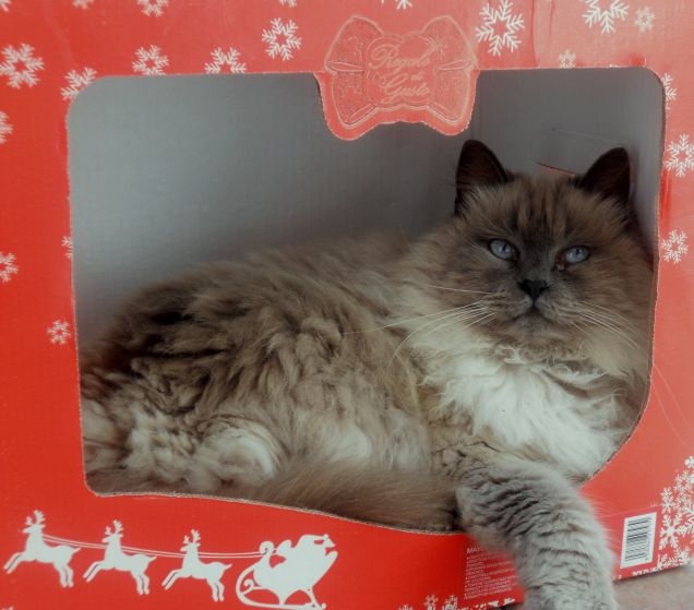 sono io il regalo più bello!