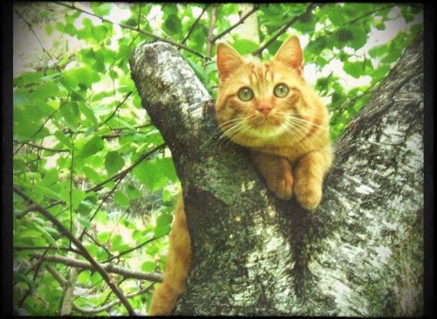 oliver sulla betulla