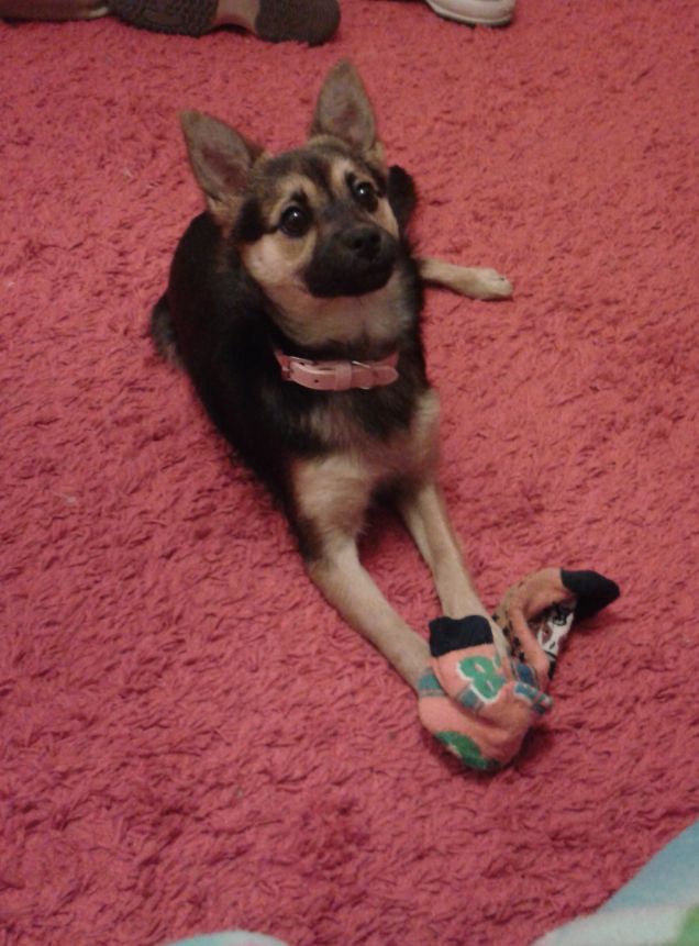 maya e il suo amico calzino