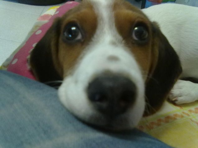 pepito versione snoopy