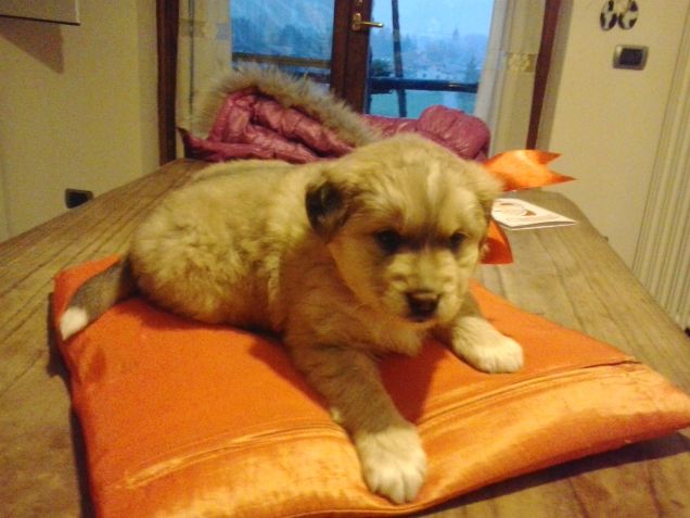 Ercolino sul cuscino