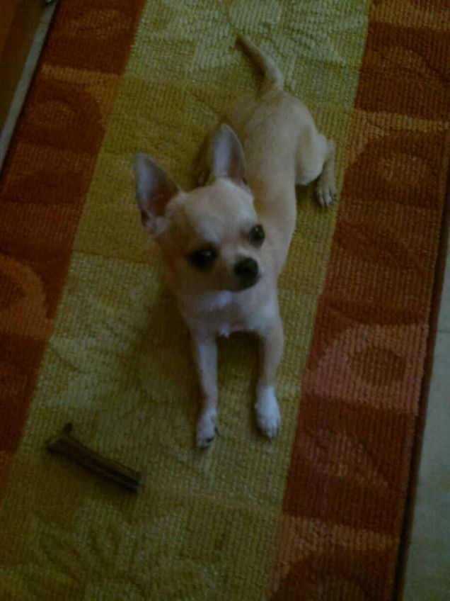 il mio piccolo bimbetto peloso Byron